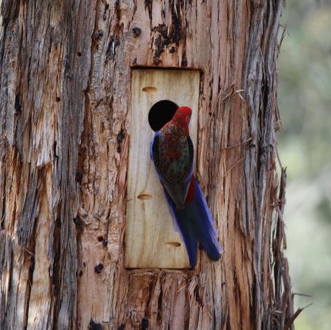 Bird outside a nest box