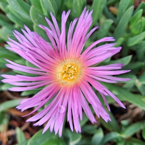 Navigate to the Data Collection Mobile App page