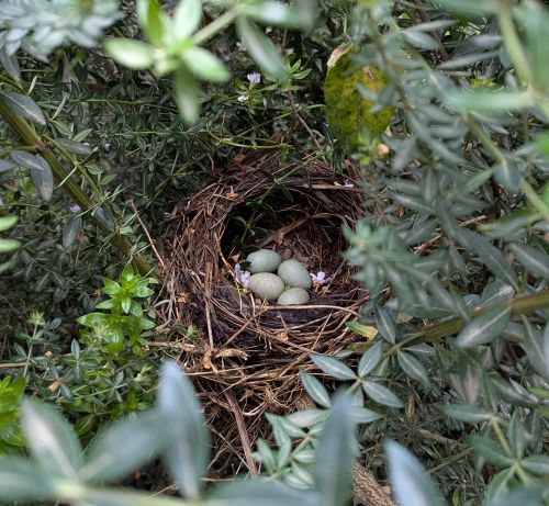 Navigate to the Ecology Data Collection page