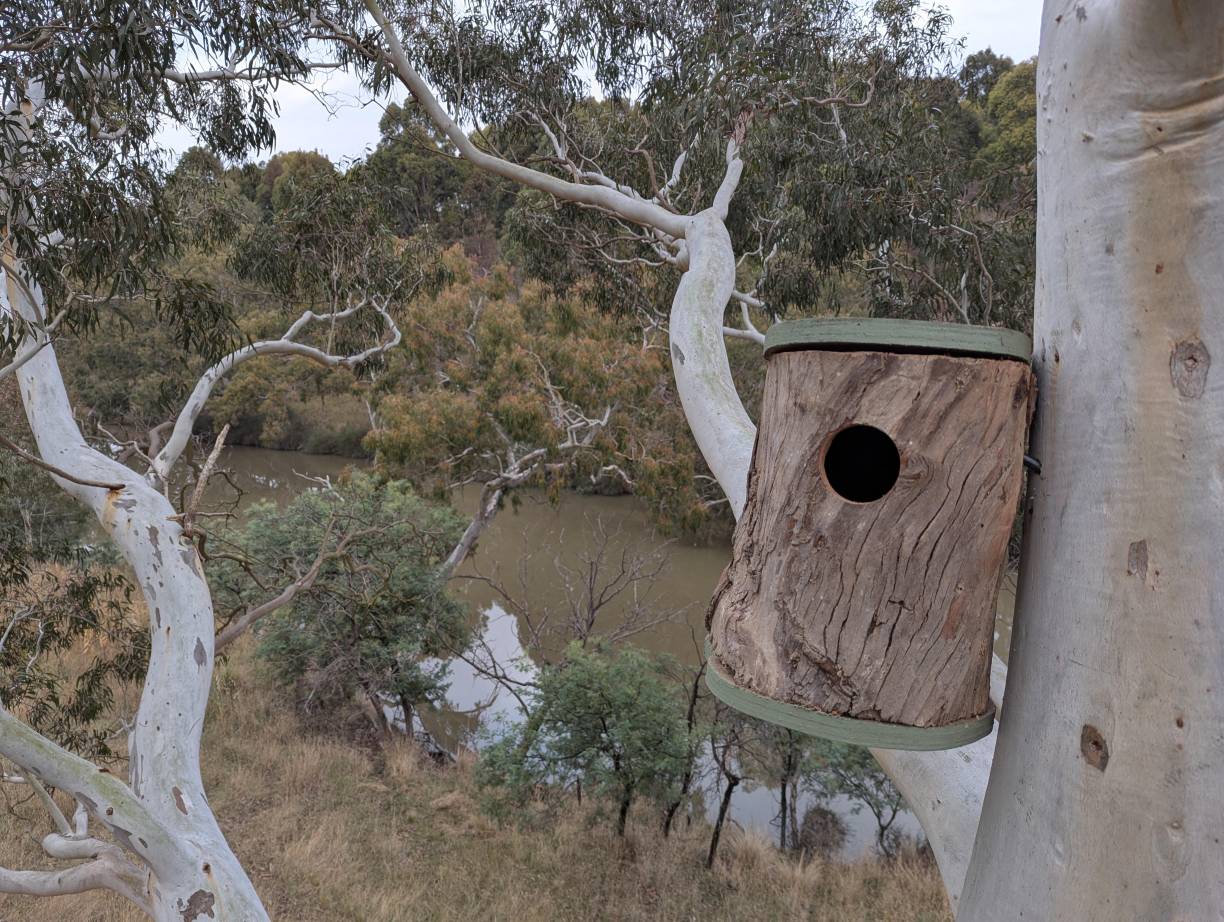 Nest box at river